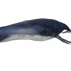 Whale