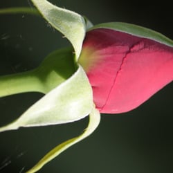 Flowers 2014 © by Dina.T
