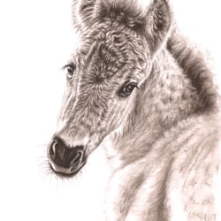 Wildpferd Fohlen