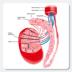 Illustration für Lehrmittel, Biologie, Raabe Verlags-GmbH