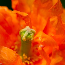 Blumenbild (8 von 60)