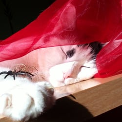 Bastet Experience in RED