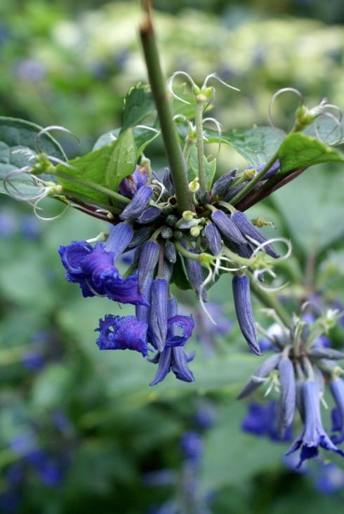 Blau