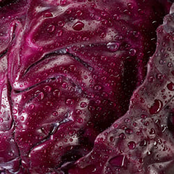 ISA Studios – Foodfotografie