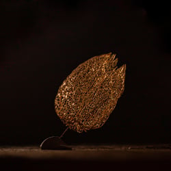 Physalis