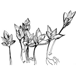 Crocus vernus, Tusche auf Papier, A4