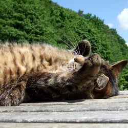 Katze
