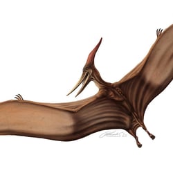 Pteranodon