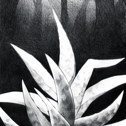 Magische Aloe