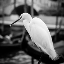 Seidenreiher – auch ein Venezianer