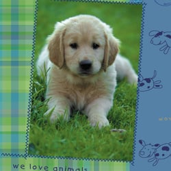 hund4