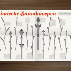 Heimische Baumknospen im Waldstück
