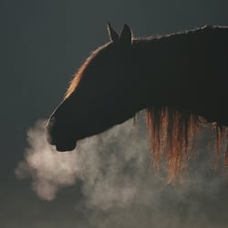 Friese im Orgennebel