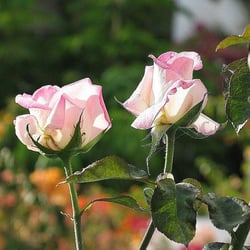 Zwei Rosen