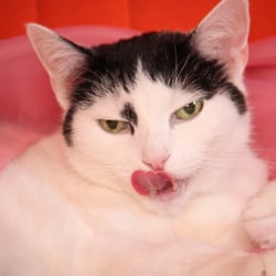 Bella Cat Photography 2012