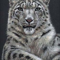 Kalender Arts & Cats