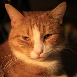 IMG 0481