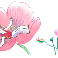 sowohl als auch: papaver somniferum