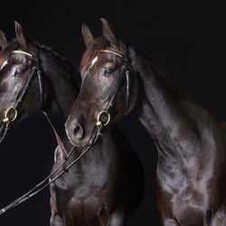 horses I
