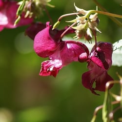 Wildblume