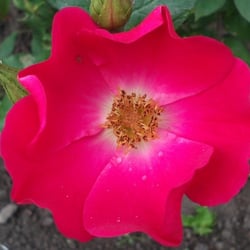 Natur 2012 Blumen