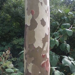 Natur 2012 Bäume