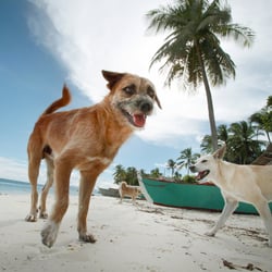 Strandhund auf Bohol, Philippinen