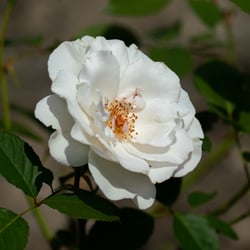 Margaret Merril