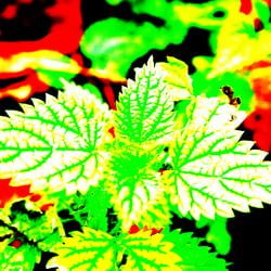 Nature 6 / Natur 6