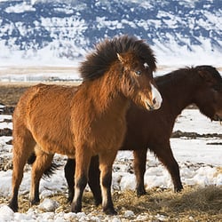 iceland horses