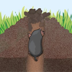 Maulwurfshügel, Vektorillustration