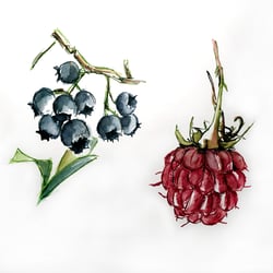 Sommerfrüchte