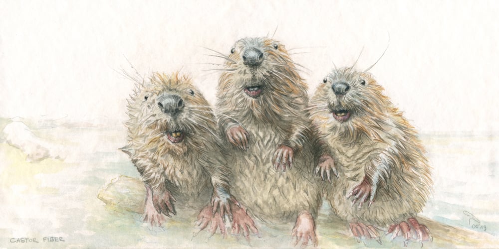 Biberjungs