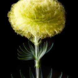 Dianthus Gelb