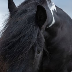 Tierfotografie StephanieBaer  0018