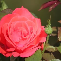 Natur 2012 Blumen
