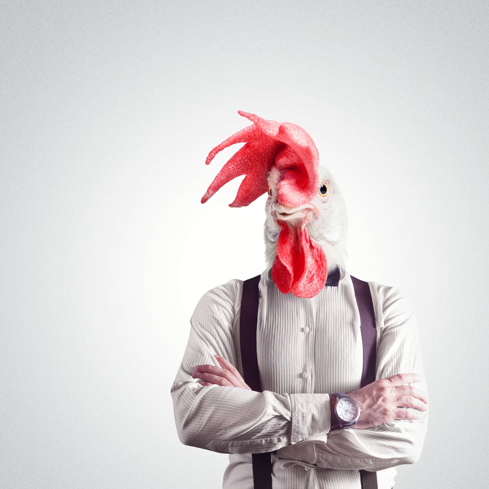 A Cock’s Head