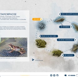 Metamorphose, Web-Dok Frogs & Friends e.V