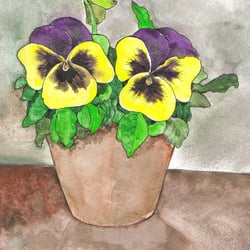 Stiefmütterchen
