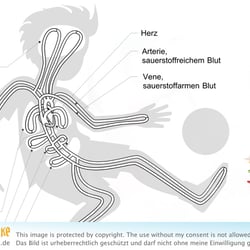 Dein Kreislaufsystem