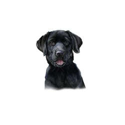 Labrador Retriever Welpe schwarz