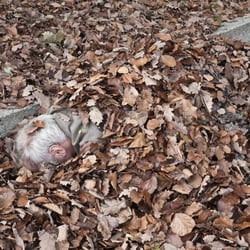 Bababobo – Igel