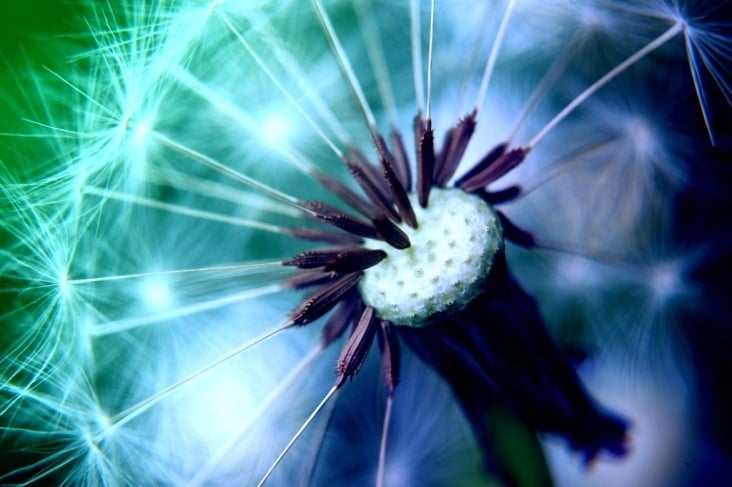 PUSTEBLUME