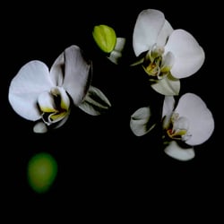 Flower Power / 2022