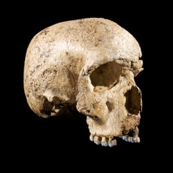 Homo steinheimensis