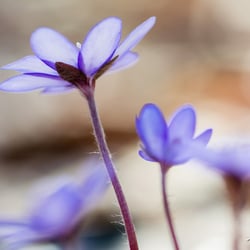 Leberblümchen