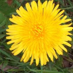 Flowers 11