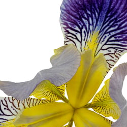 Fleur de Lis II – Variation V