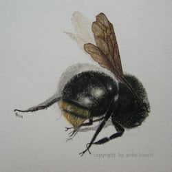 Hummel, Aquarell auf Papier
