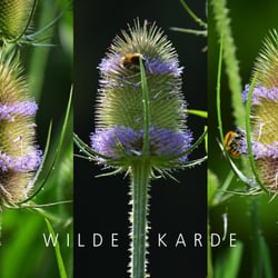 KARDE